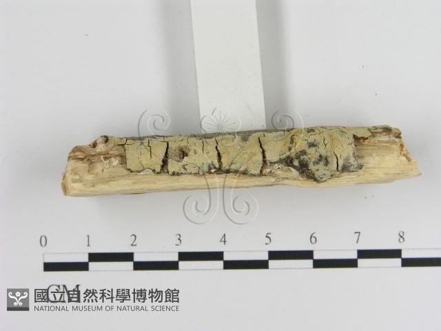 登錄號:F0015315藏品圖，第3張