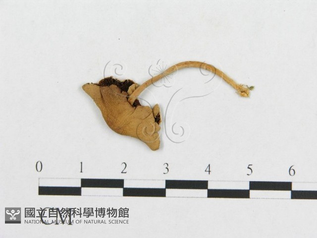 登錄號:F0003315藏品圖，第3張