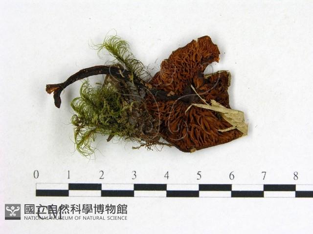 登錄號:F0013315藏品圖，第3張