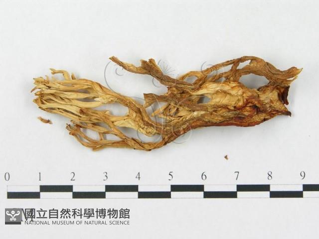 登錄號:F0008255藏品圖，第3張
