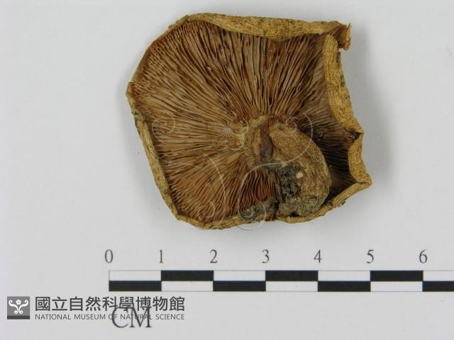 乳菇屬藏品圖，第3張
