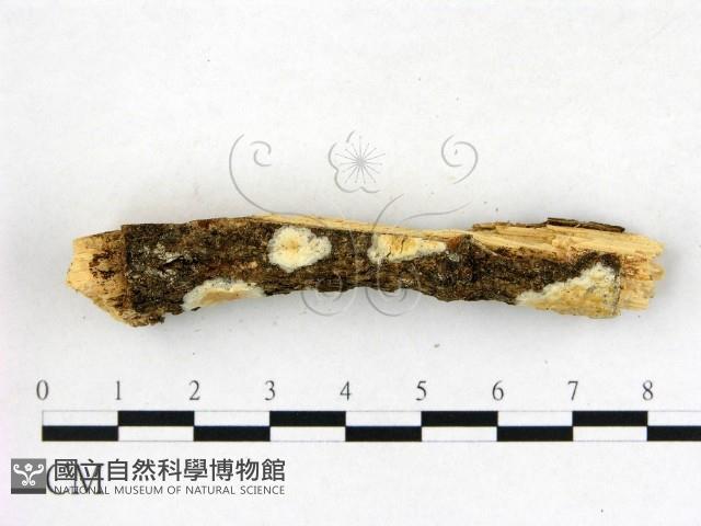 登錄號:F0010255藏品圖，第3張