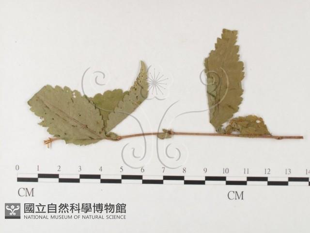 登錄號:F0026255藏品圖，第1張