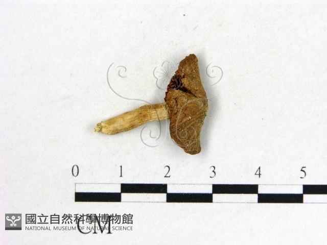 登錄號:F0011255藏品圖，第3張