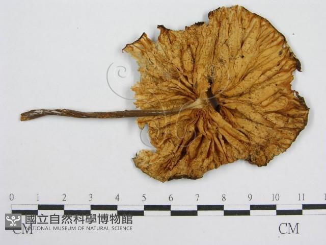 登錄號:F0002255藏品圖，第3張