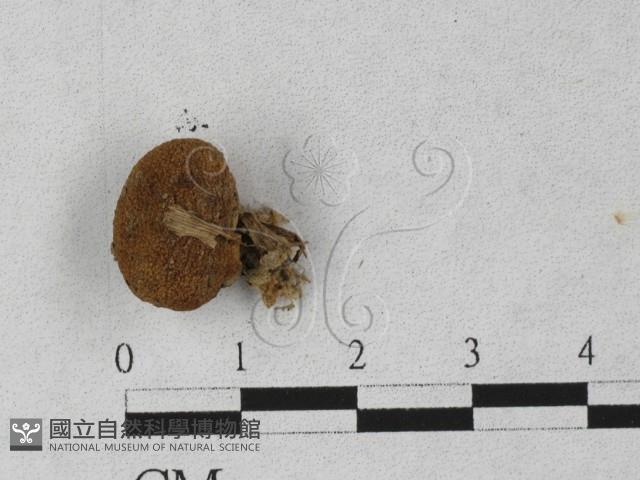 登錄號:F0027255藏品圖，第3張