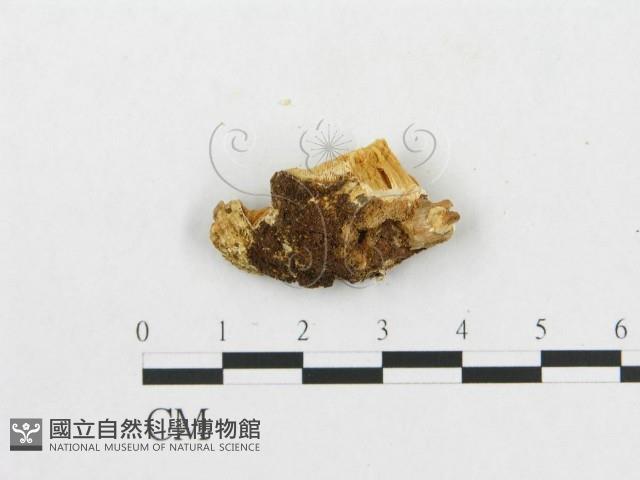 登錄號:F0007255藏品圖，第3張