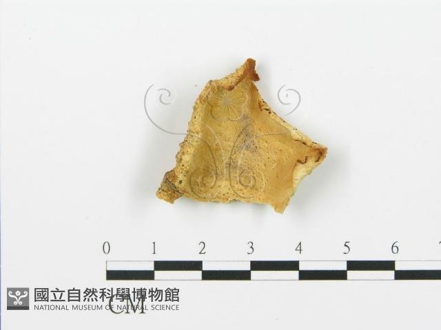登錄號:F0017255藏品圖，第1張