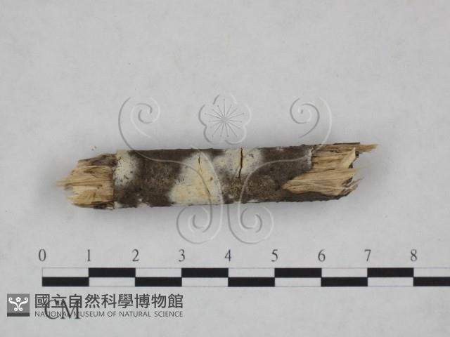 絲皮菌屬藏品圖，第3張