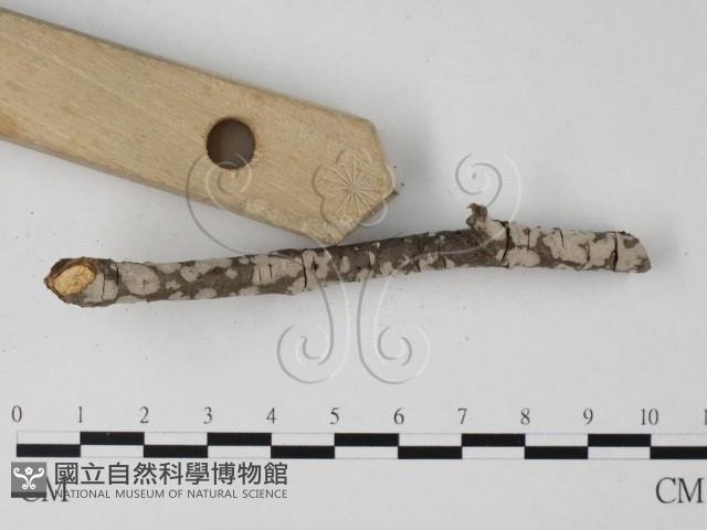 登錄號:F0015255藏品圖，第3張