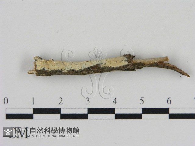 登錄號:F0009255藏品圖，第3張