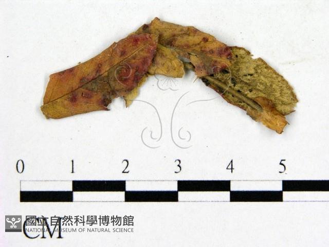登錄號:F0019255藏品圖，第3張