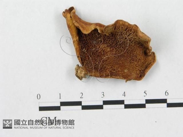 登錄號:F0003255藏品圖，第1張