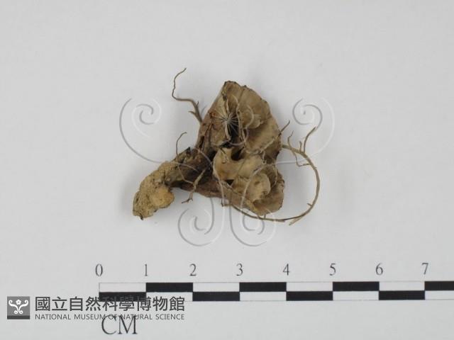 棕色革菌藏品圖，第3張