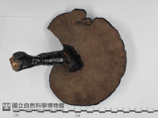 登錄號:F0018855藏品圖，第3張