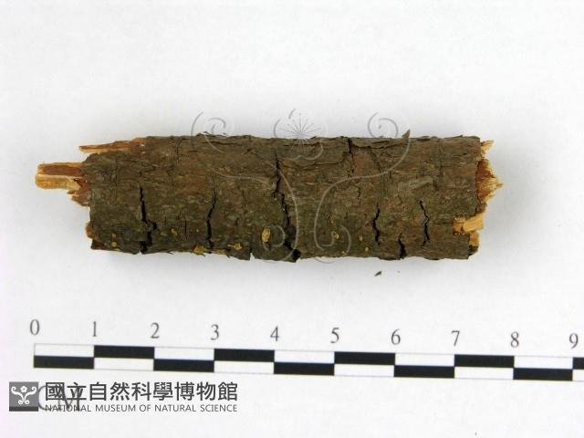 登錄號:F0020855藏品圖，第3張