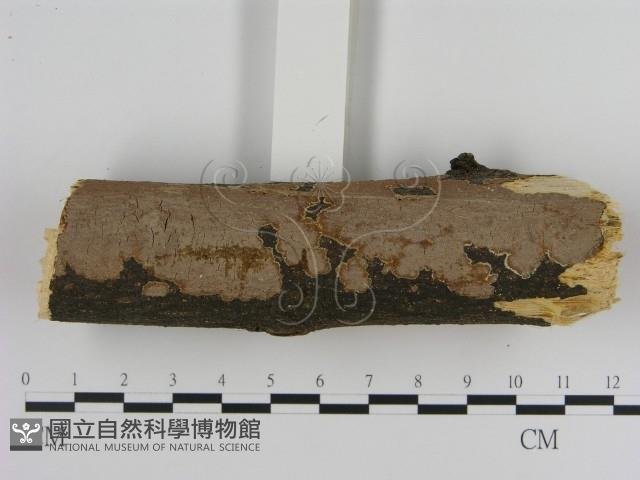 刺革菌屬藏品圖，第3張