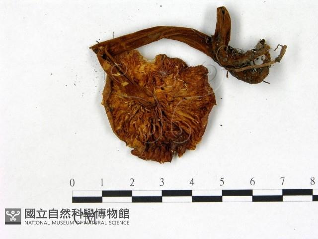 登錄號:F0021855藏品圖，第3張