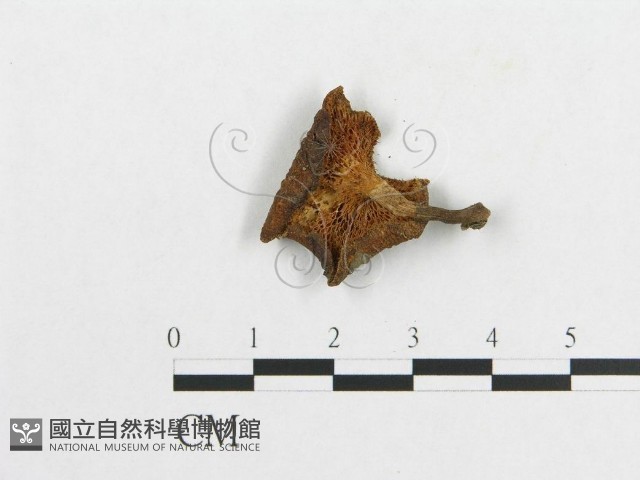 多孔菌屬藏品圖，第3張
