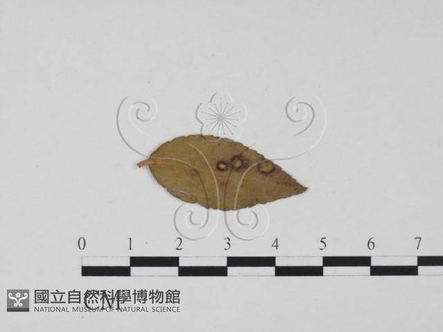 登錄號:F0011855藏品圖，第3張