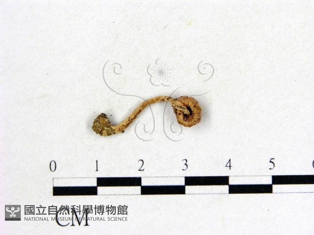 登錄號:F0004855藏品圖，第3張