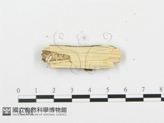 銳孔菌屬藏品圖，第3張