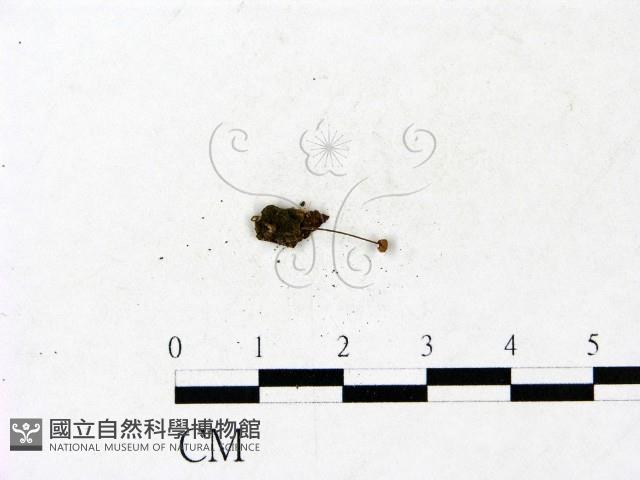 小皮傘屬藏品圖，第3張