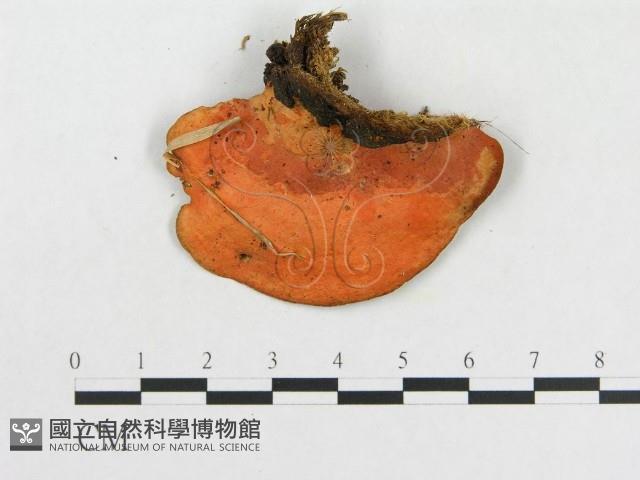 血紅密孔菌藏品圖，第3張