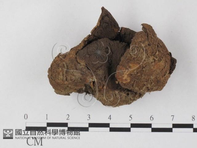 登錄號:F0025855藏品圖，第3張