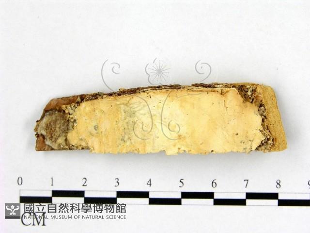 登錄號:F0005855藏品圖，第3張