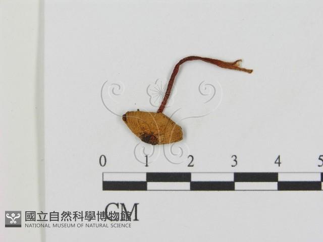 登錄號:F0015855藏品圖，第3張