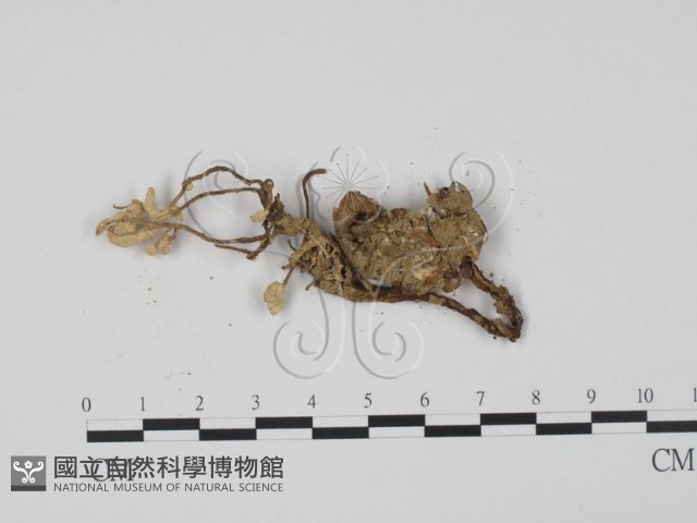 登錄號:F0009855藏品圖，第3張