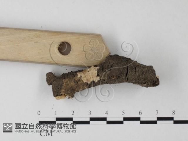 登錄號:F0023855藏品圖，第3張