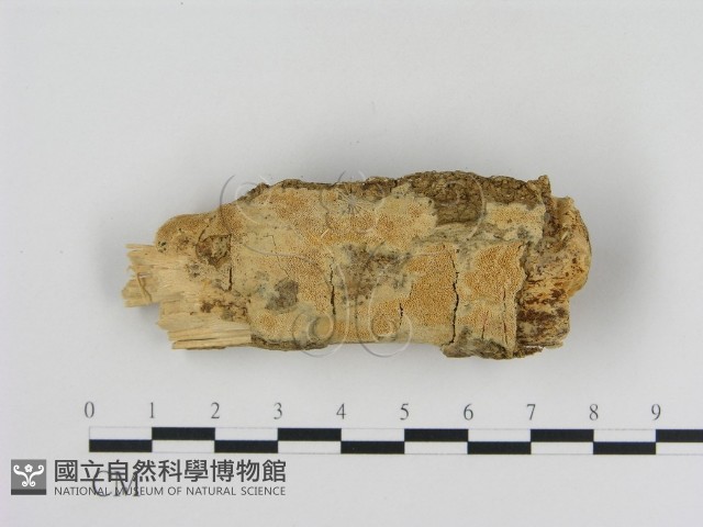 登錄號:F0013855藏品圖，第4張