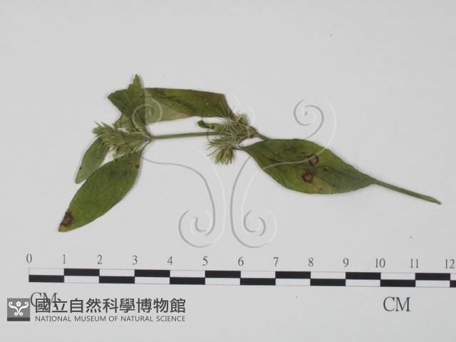 登錄號:F0018955藏品圖，第3張