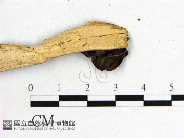 木耳屬藏品圖，第3張