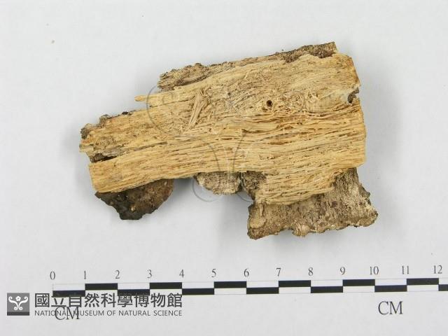 登錄號:F0000955藏品圖，第3張