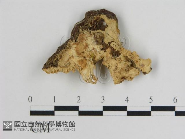 登錄號:F0010955藏品圖，第3張