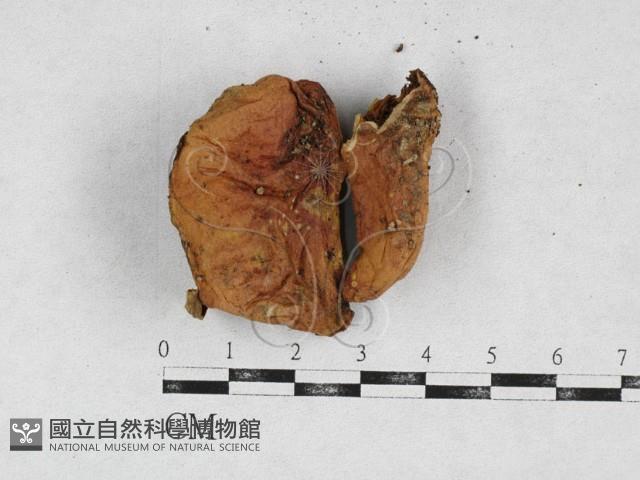 登錄號:F0026955藏品圖，第3張