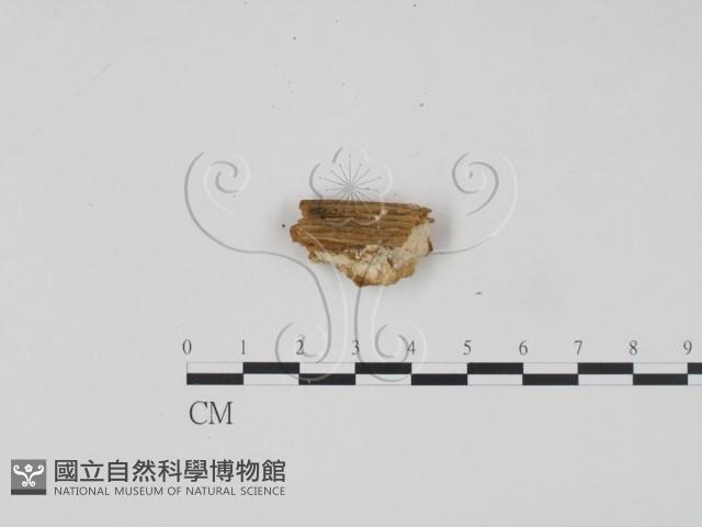 登錄號:F0006955藏品圖，第3張