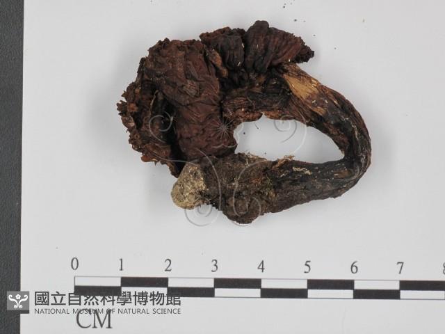 登錄號:F0021955藏品圖，第3張