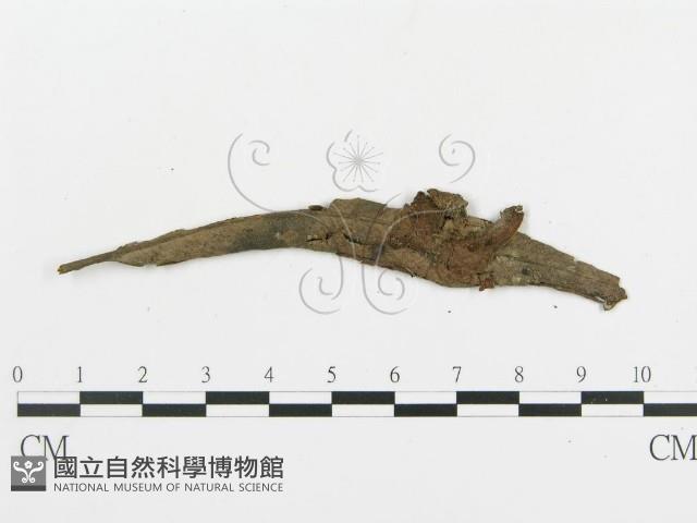 登錄號:F0004955藏品圖，第3張