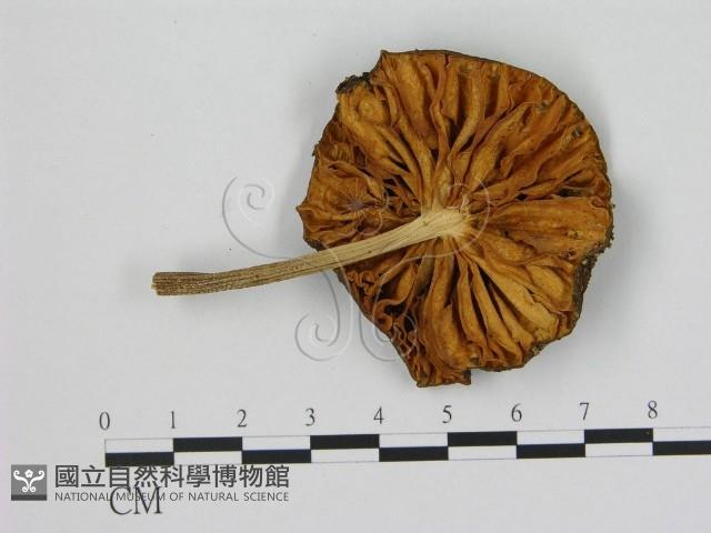 登錄號:F0012955藏品圖，第3張
