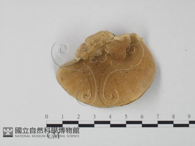 登錄號:F0005955藏品圖，第3張