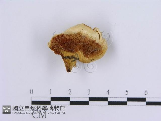 登錄號:F0019955藏品圖，第1張