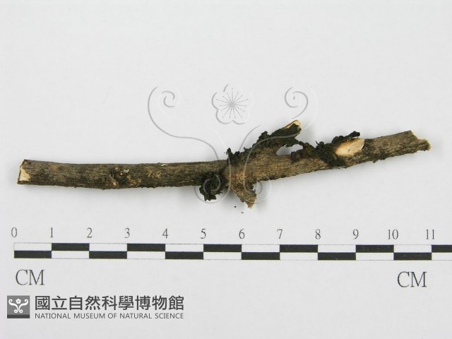 筍殼菌屬藏品圖，第3張