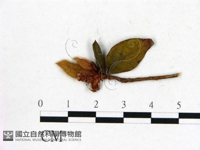 登錄號:F0020655藏品圖，第3張