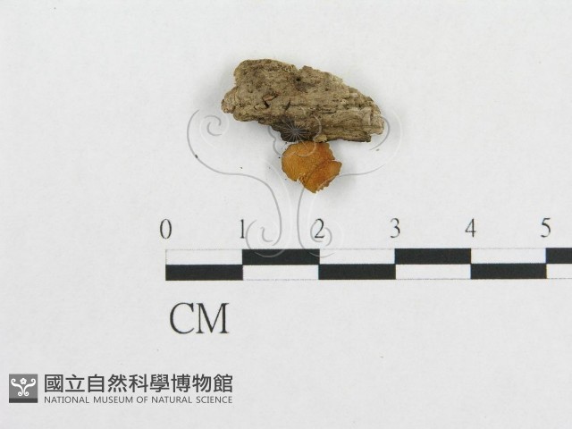 登錄號:F0010655藏品圖，第3張