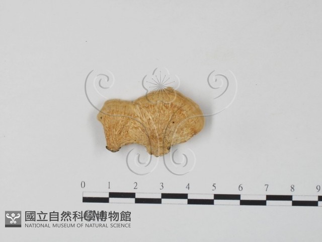 登錄號:F0006655藏品圖，第3張