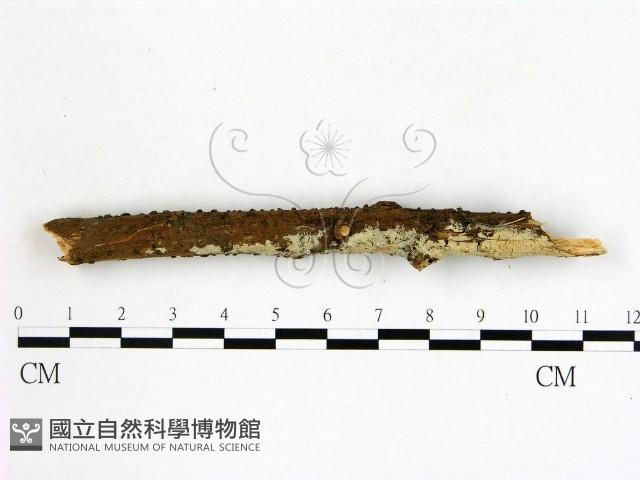 冇骨消絲齒菌藏品圖，第3張